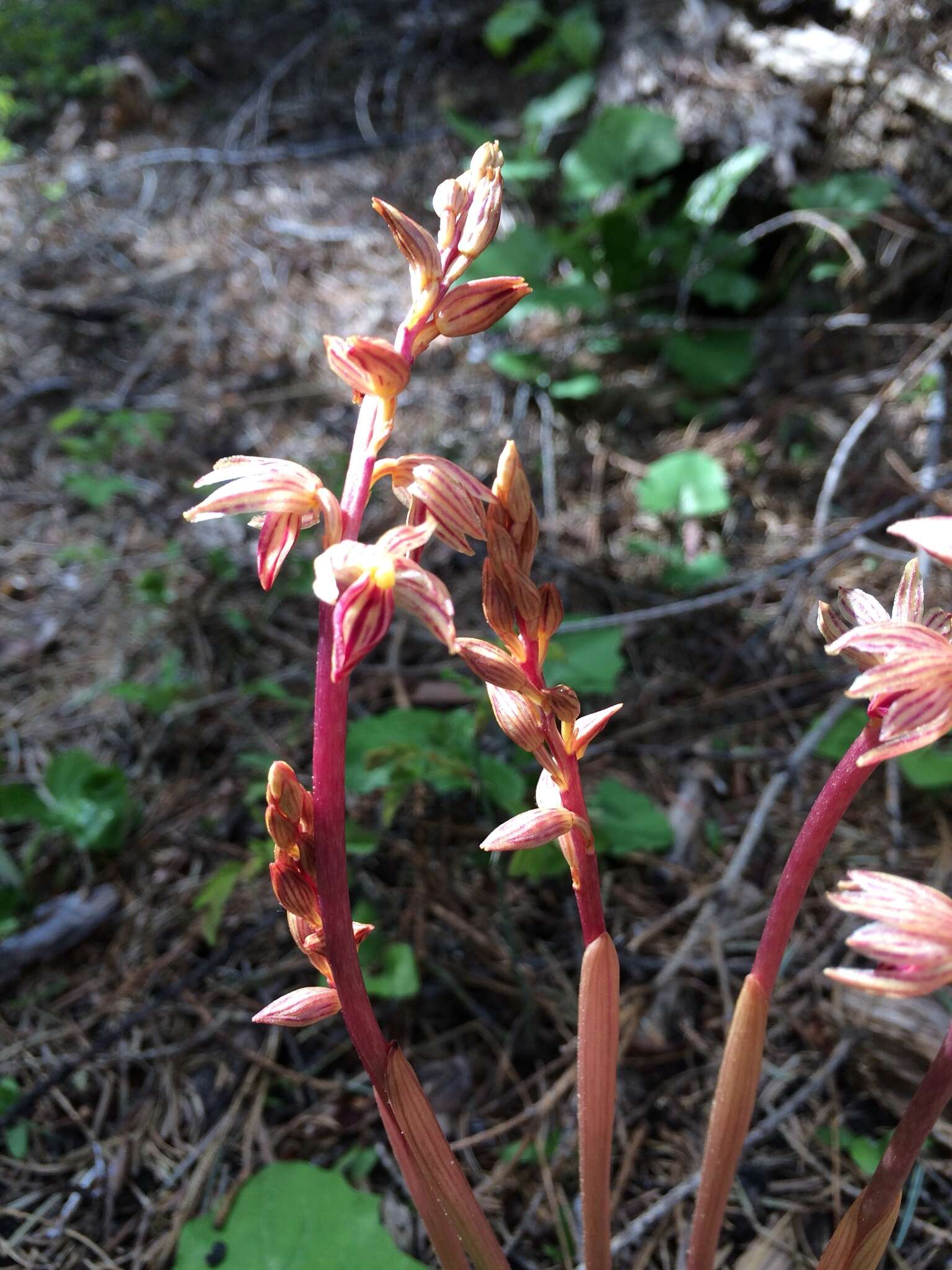 Image of Striped coralroot