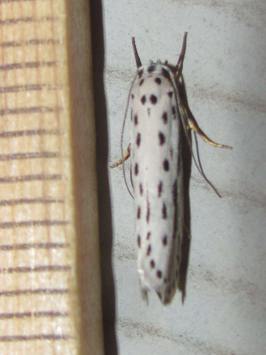 Image of Zeller's Ethmia Moth