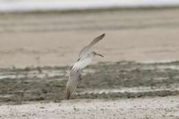 Image of Numenius phaeopus alboaxillaris Lowe 1921