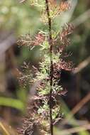 صورة Artemisia chamaemelifolia Vill.