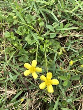 Ranunculus ternatus C. P. Thunberg ex A. Murray的圖片