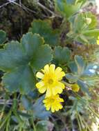 Image of Ranunculus nivicolus Hook.