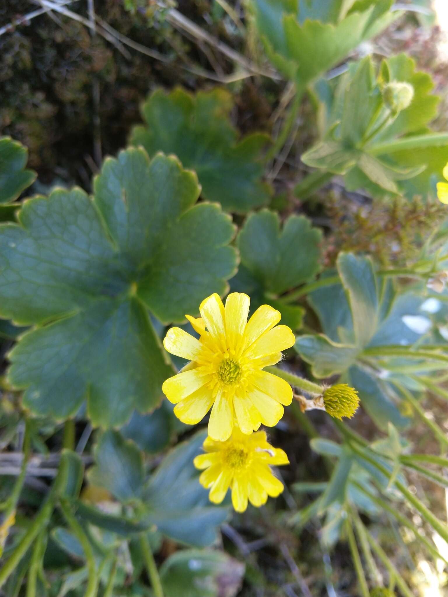 Image of Ranunculus nivicolus Hook.