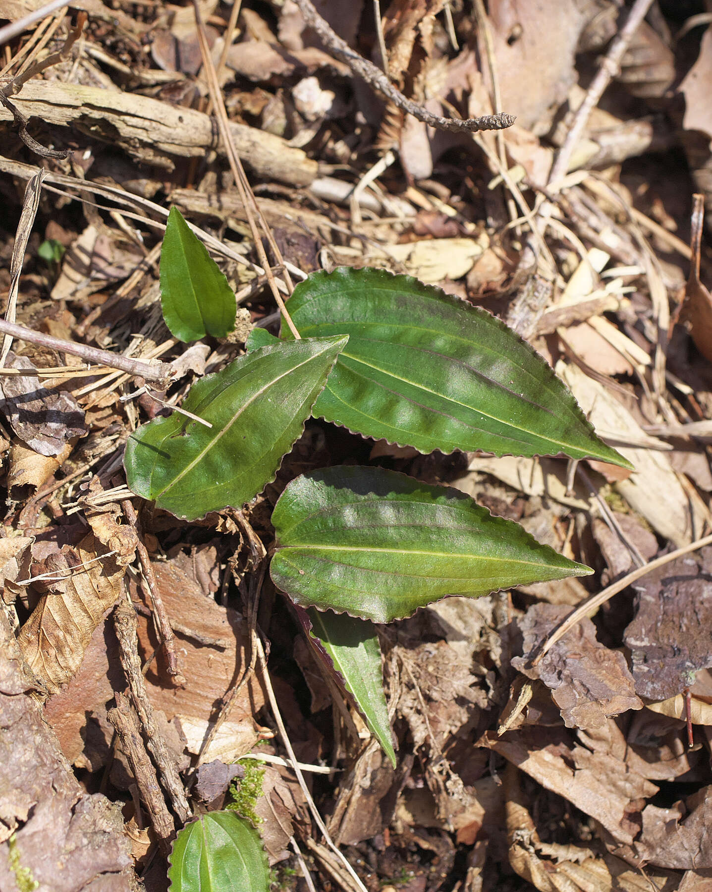 Image of Tipularia japonica Matsum.