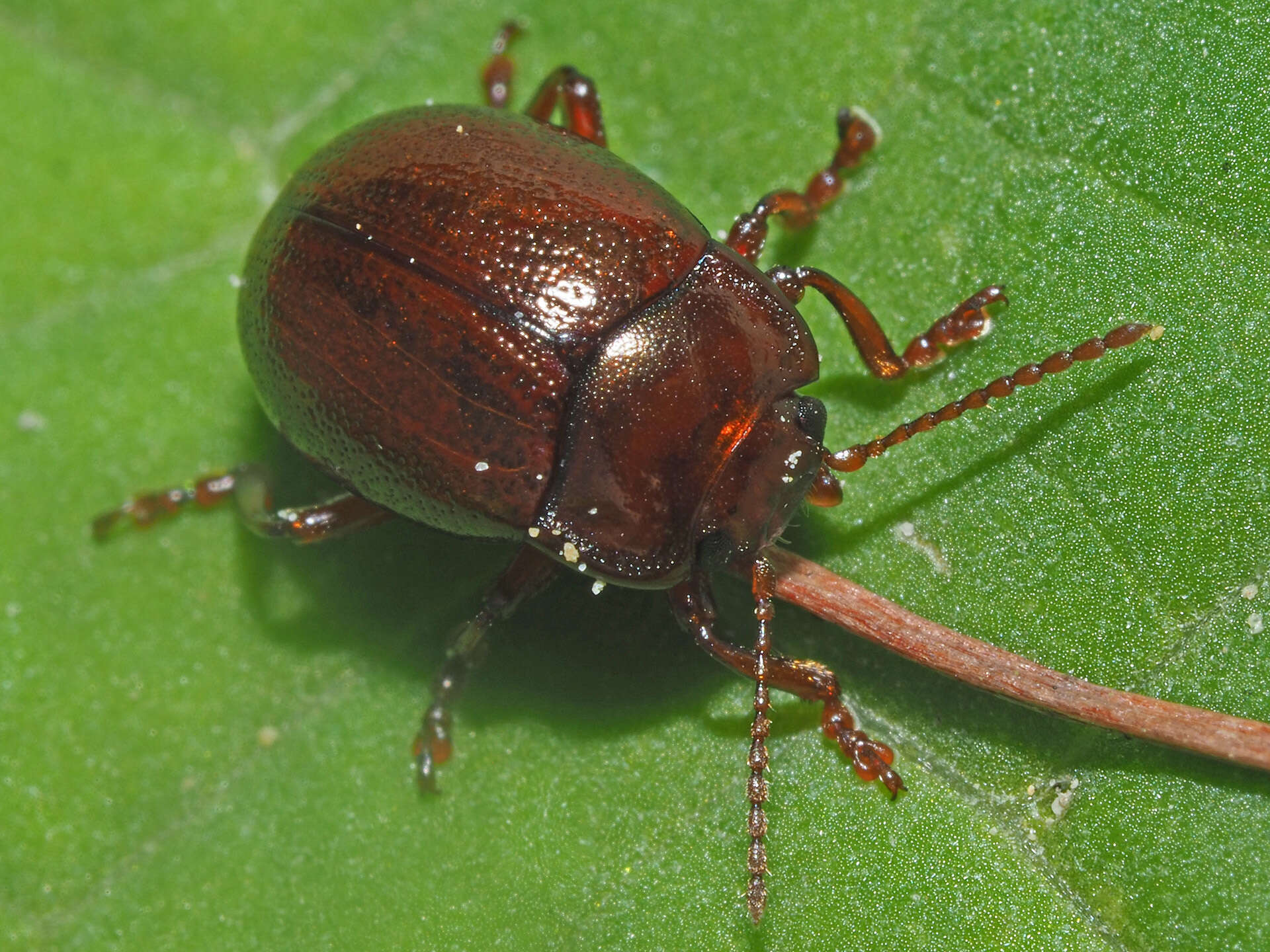 Image of Brown mint leaf beetle