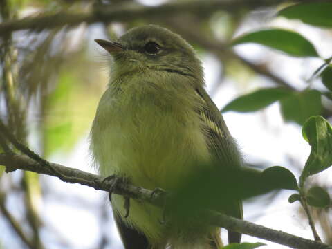 Phylloscartes ventralis (Temminck 1824)的圖片