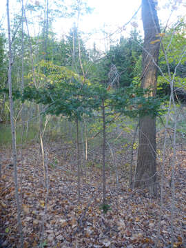 Image of Japanese Yew