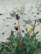 Sivun Taraxacum serotinum (Waldst. & Kit.) Poir. kuva