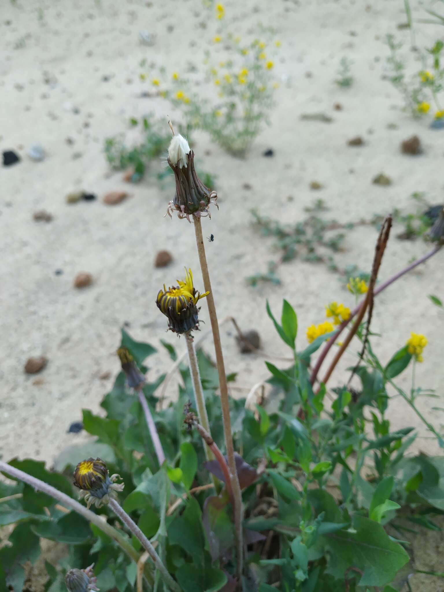 Sivun Taraxacum serotinum (Waldst. & Kit.) Poir. kuva