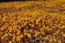 Image of mointain monkeyflower