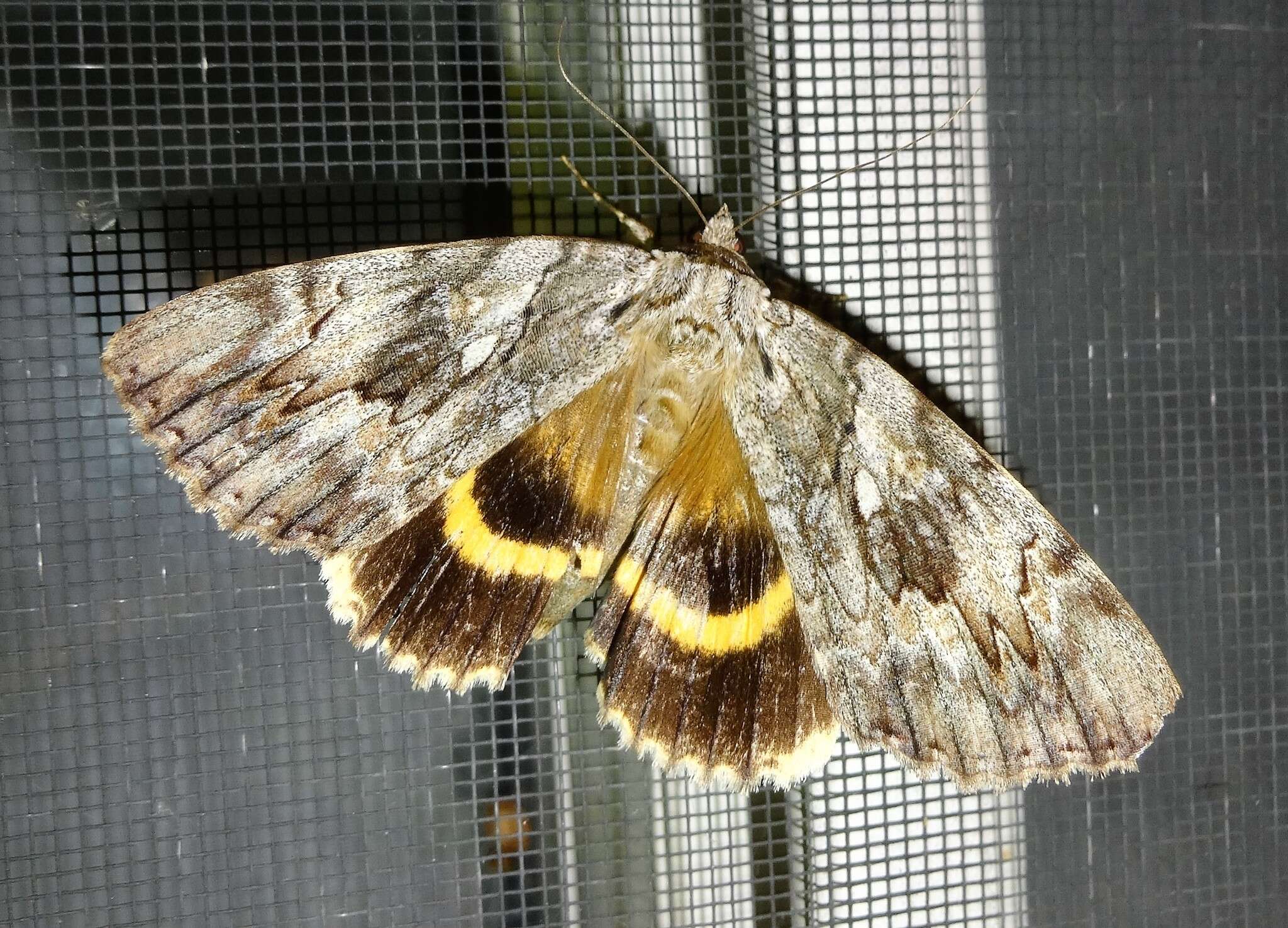 Image of Yellow-banded Underwing