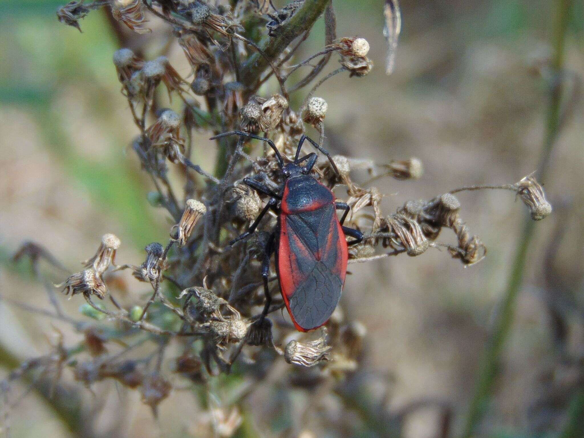 صورة <i>Largus rufipennis</i>