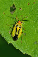 Image of Poecilocapsus nigriger (Stal 1862)