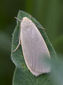 Image of dingy footman