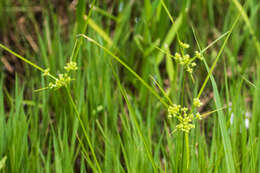 Image of Marsh Flat Sedge