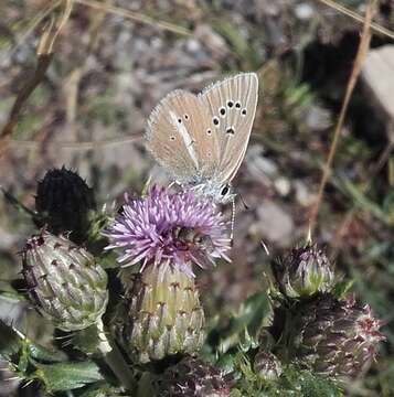 Image of Polyommatus damon