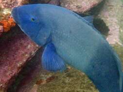 Image of blue groper