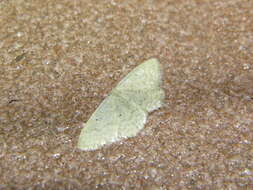 Image de Idaea litigiosaria Boisduval 1840