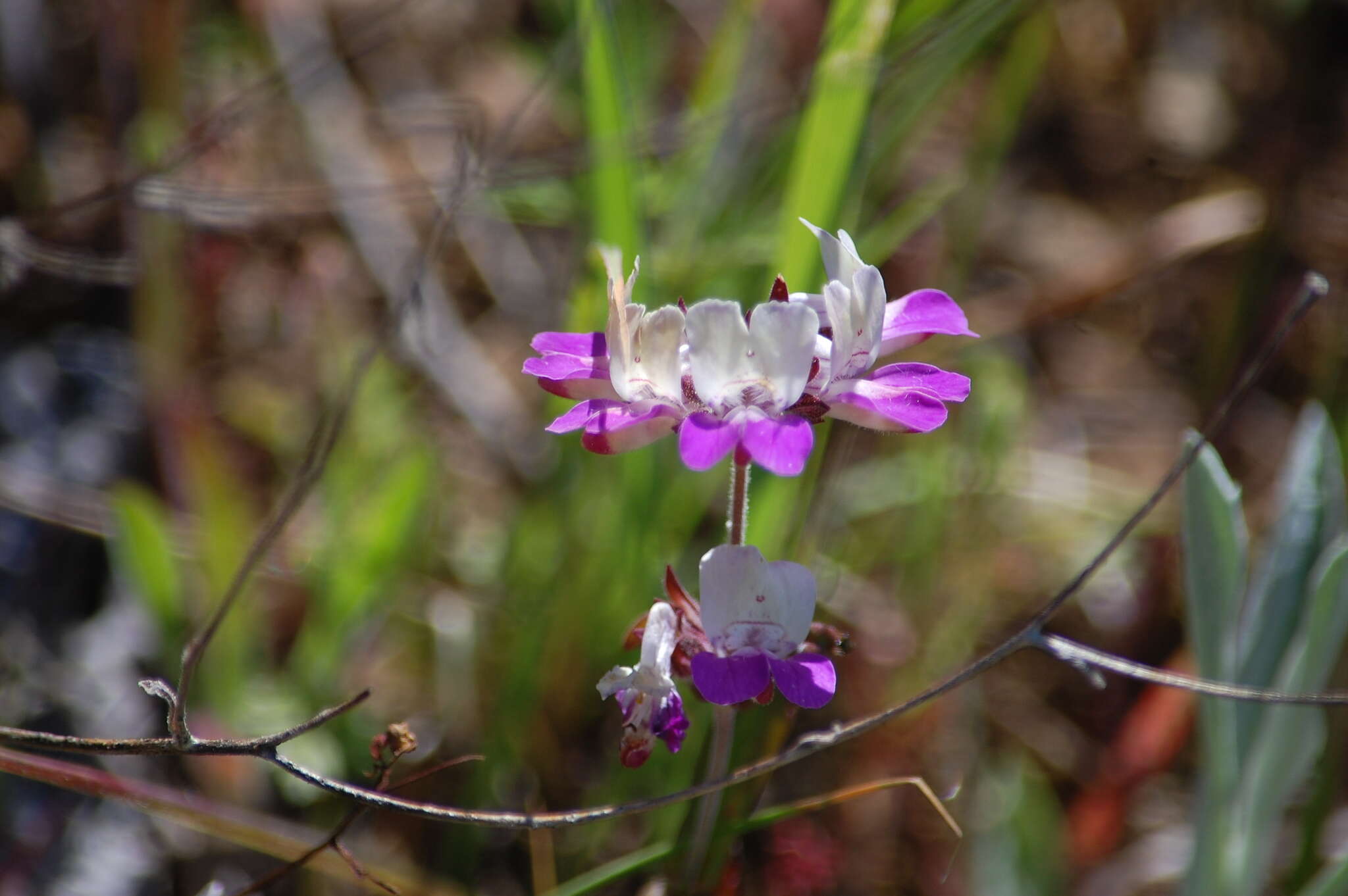 صورة Collinsia heterophylla Buist ex Graham