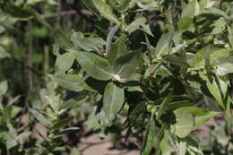 Imagem de Salix cordata Michx.