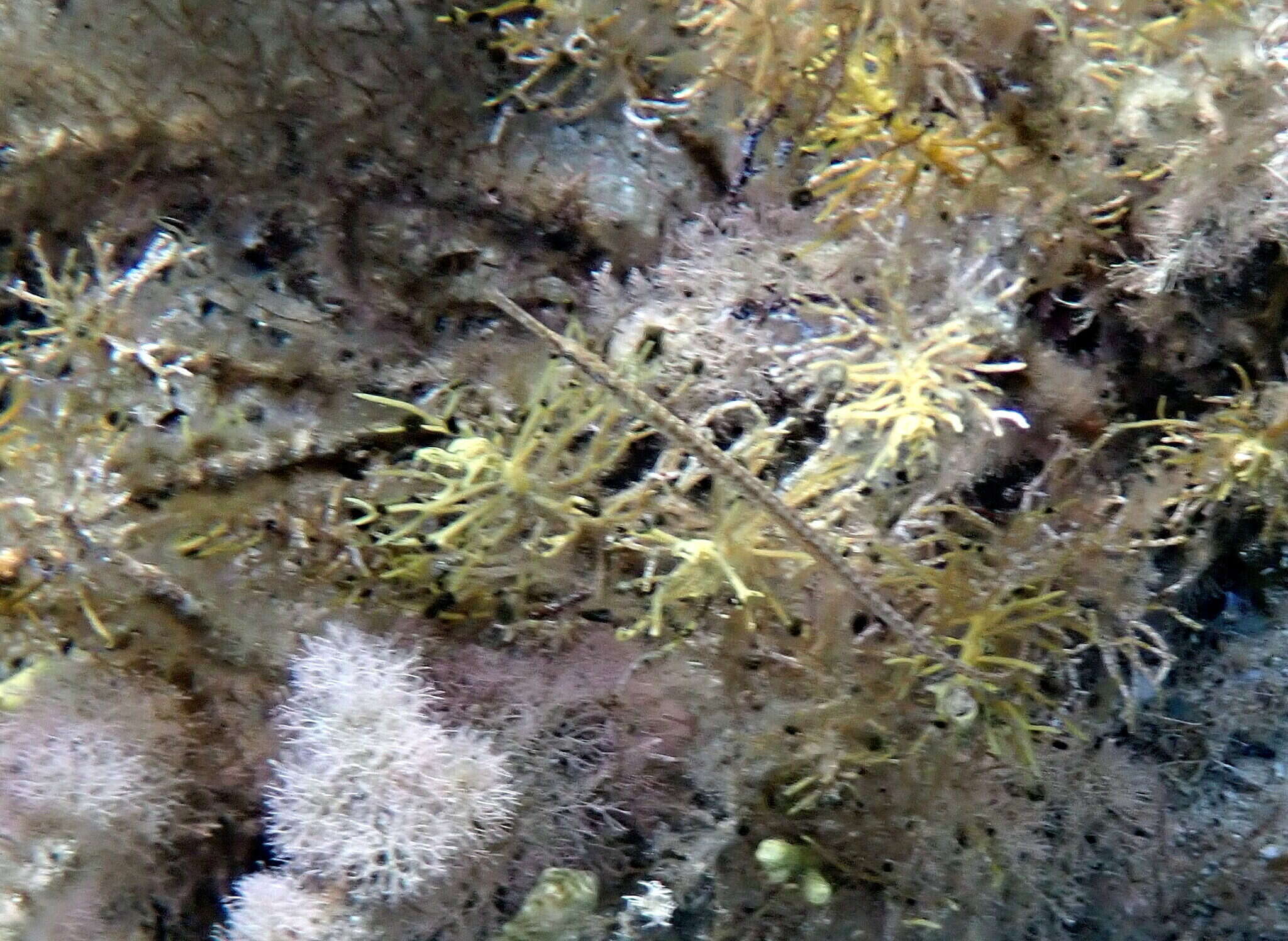 Image of Southern Gulf pipefish