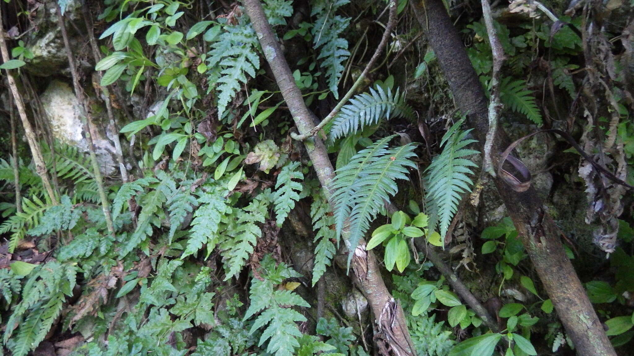 Image of Goniopteris alata (L.) Ching