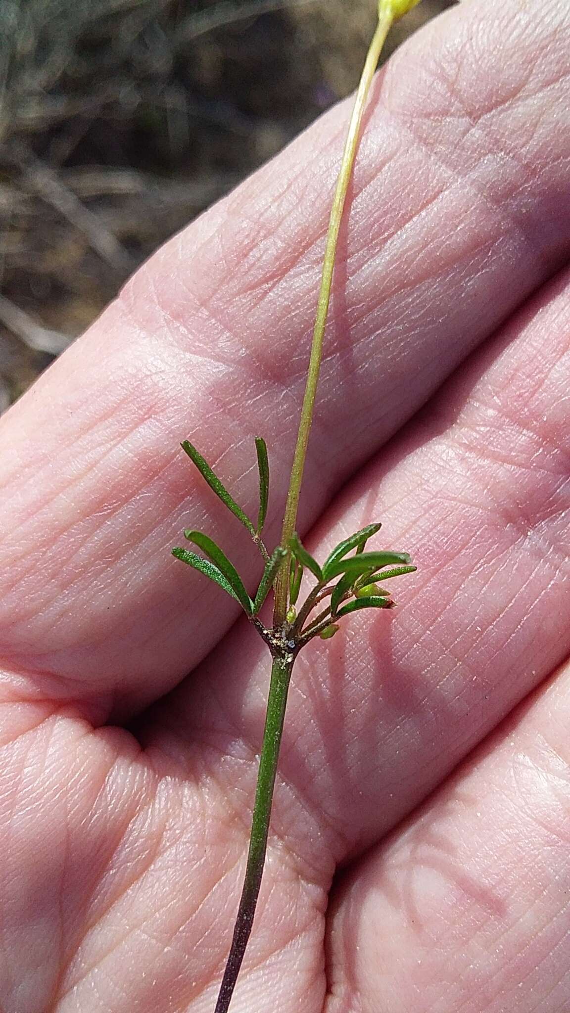 Image de Oxalis goniorrhiza Eckl. & Zeyh.