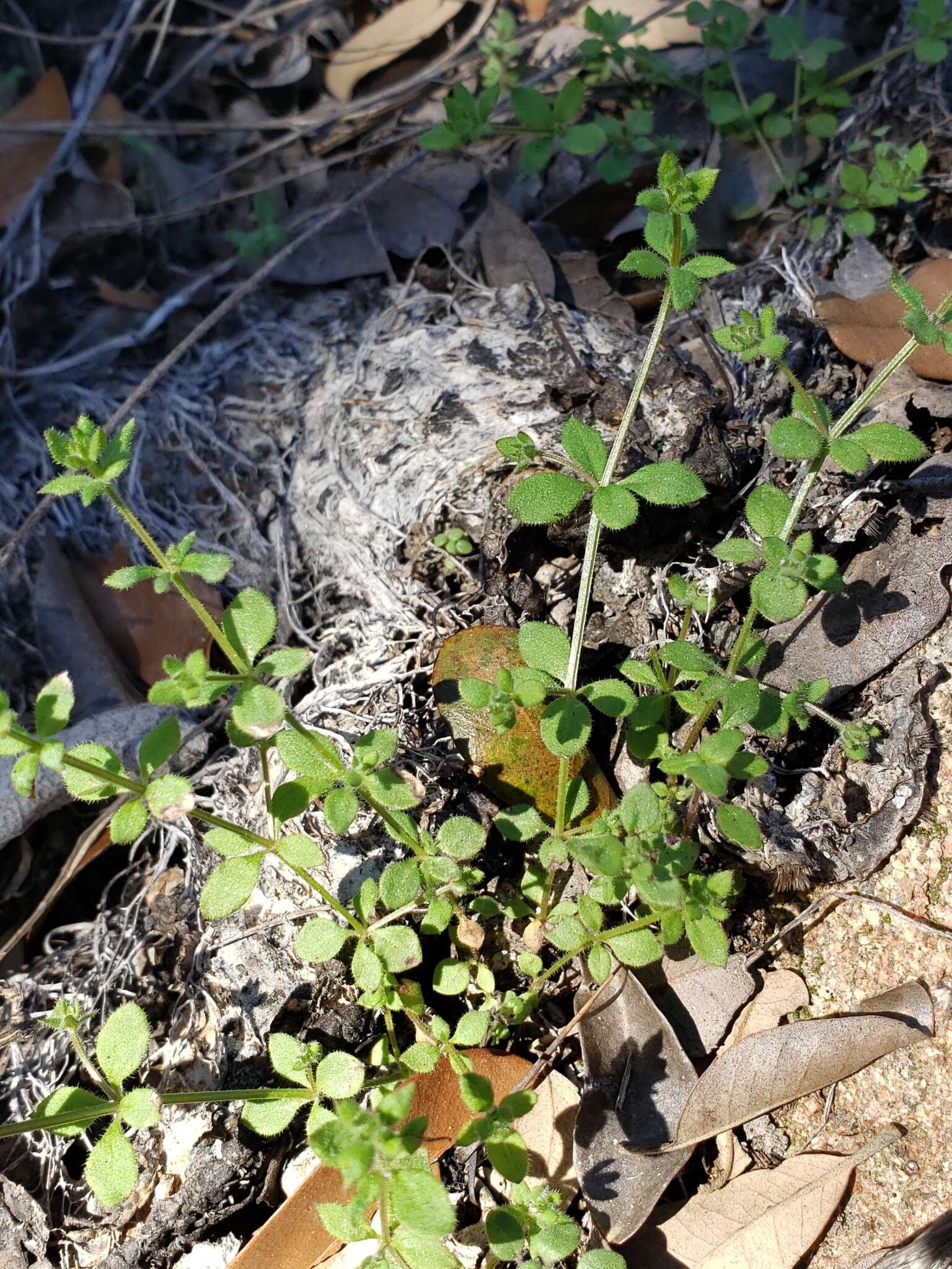 Plancia ëd Galium texense A. Gray