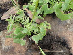 Plancia ëd Senecio oxyriifolius subsp. oxyriifolius