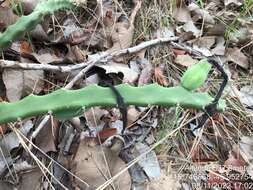 Image of Cereus mirabella N. P. Taylor