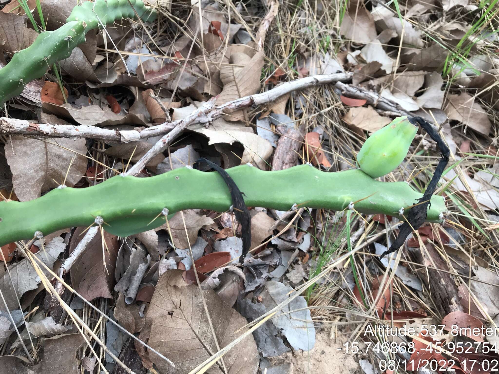 Image de Cereus mirabella N. P. Taylor