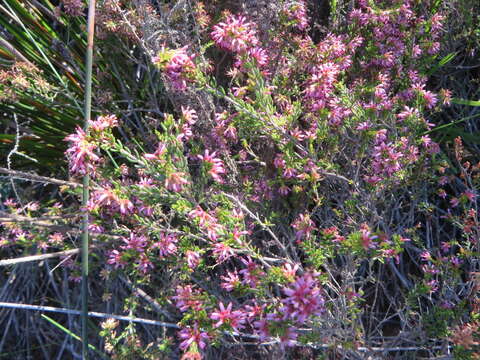 Imagem de Erica radicans subsp. radicans