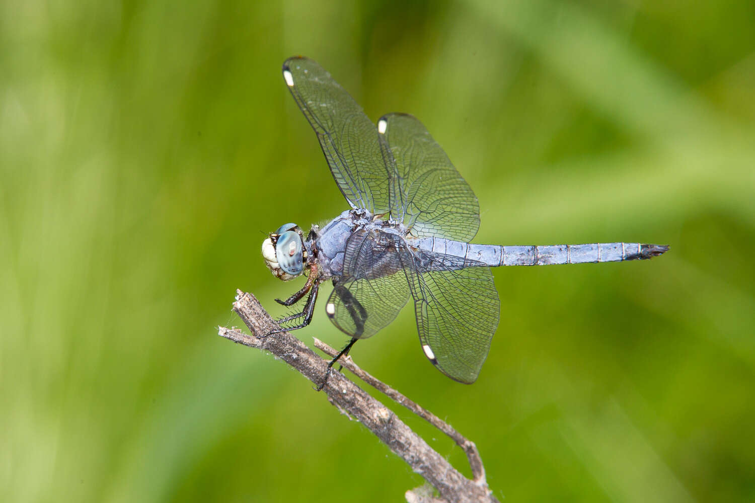 Image of Comanche Skimmer