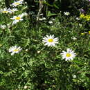Image of Argyranthemum adauctum (Link) C. J. Humphries