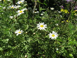 Argyranthemum adauctum (Link) C. J. Humphries的圖片