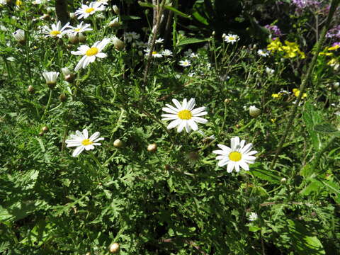 Image of Argyranthemum adauctum (Link) C. J. Humphries