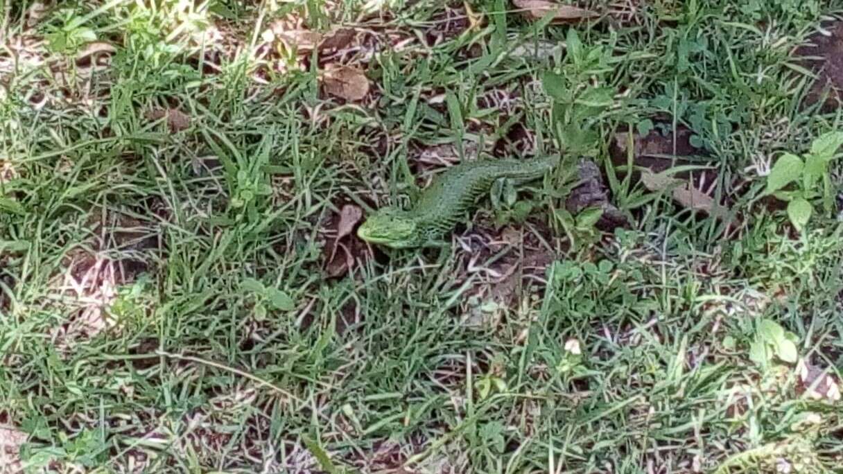 Image of Mixtecan Arboreal Alligator Lizard