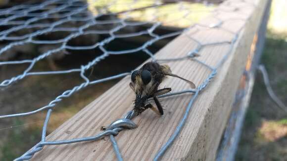 Image of Red-footed Cannibalfly