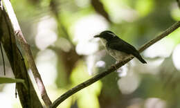 Image of Little Slaty Flycatcher