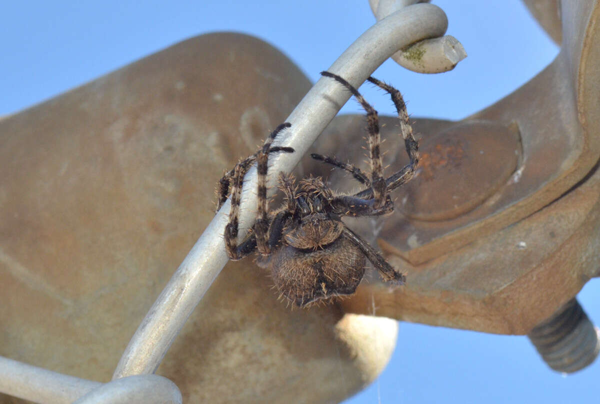 Image of Araneus saevus (L. Koch 1872)