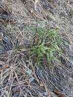 Image of Santa Rita snakeroot