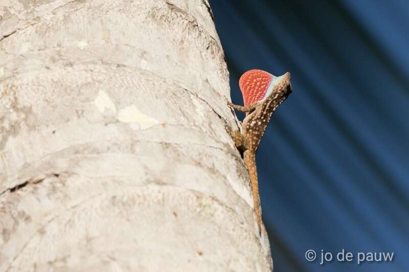 Image of Anolis charlesmyersi Köhler 2010