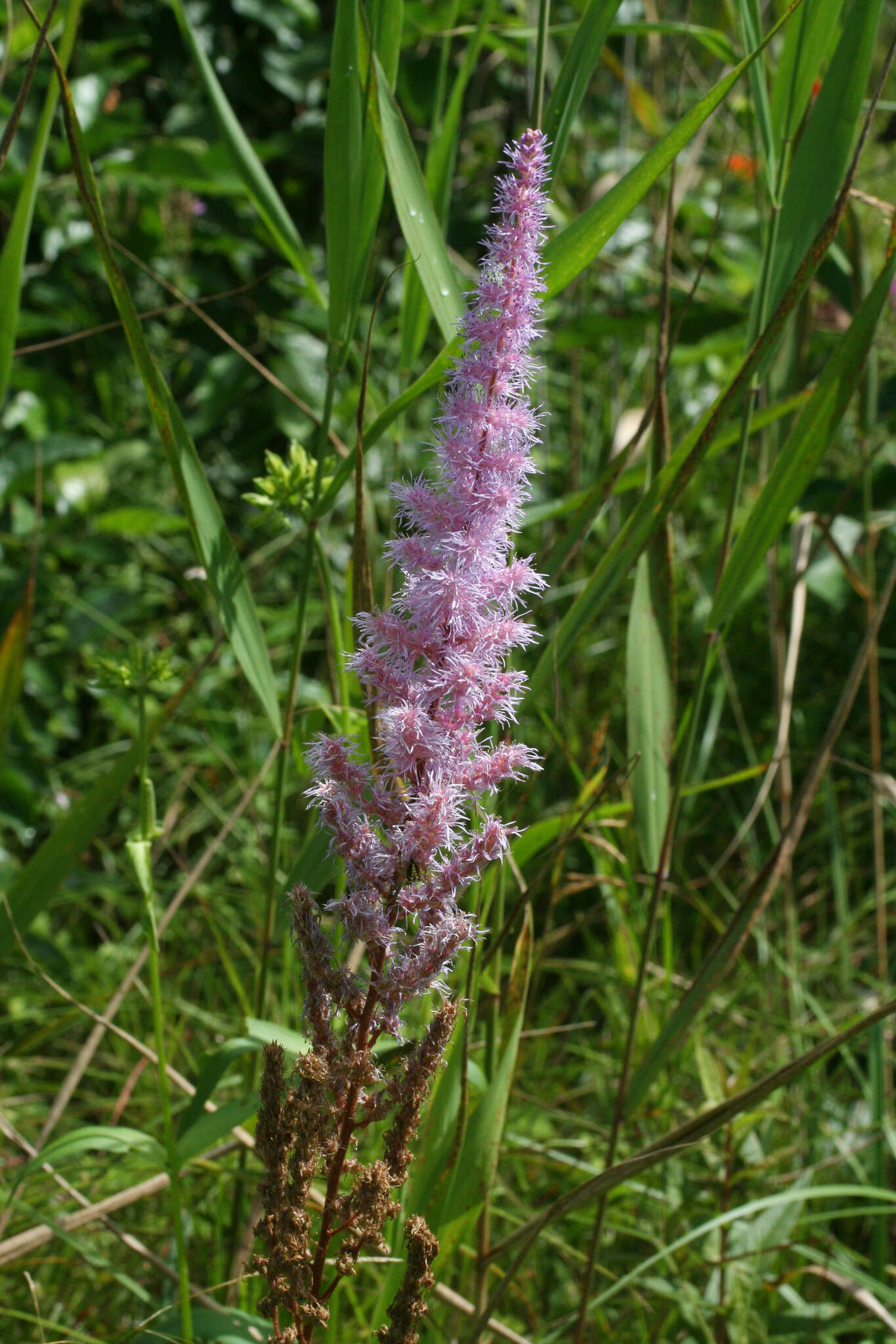 Image of Astilbe rubra Hook. & Thomson