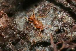 Image of Ant