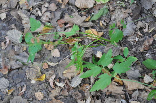 Image of greater burnet-saxifrage