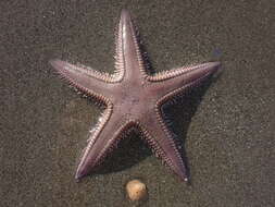 Image of Astropecten verrilli