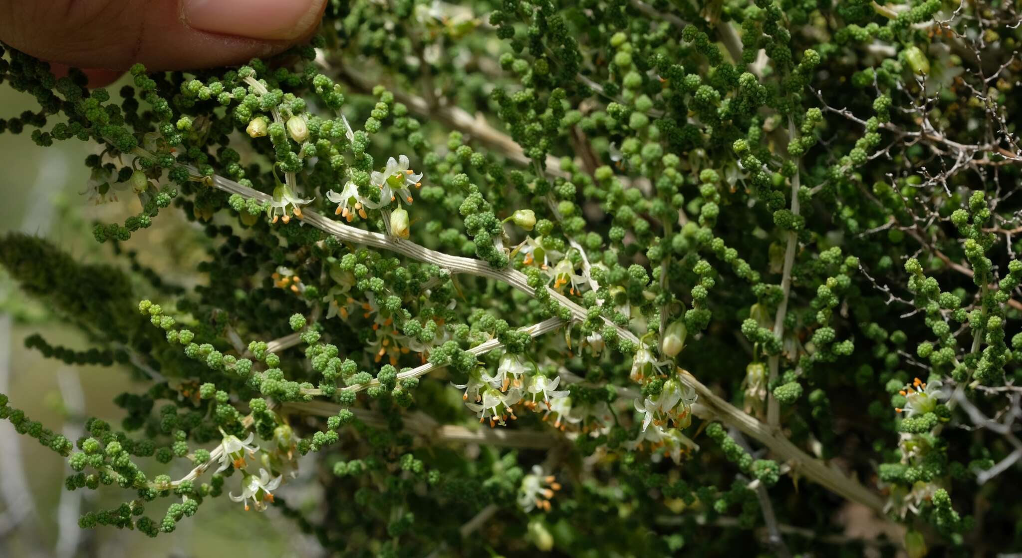 Image of Asparagus stellatus Baker