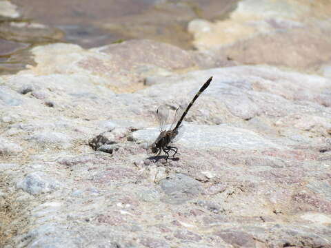 صورة Progomphus borealis McLachlan ex Selys 1873