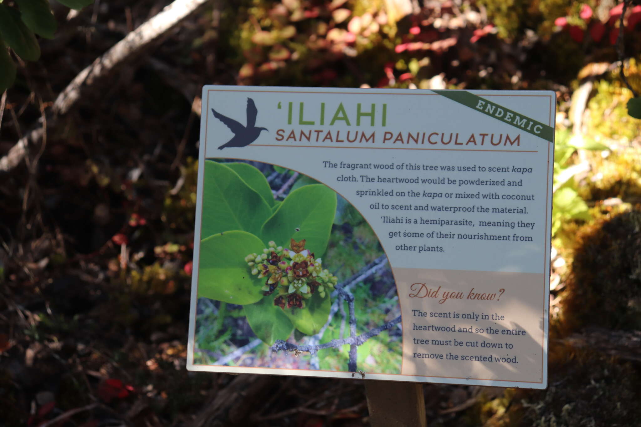 Image of mountain sandalwood