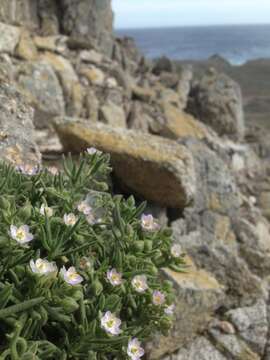 Image of sticky sandspurry